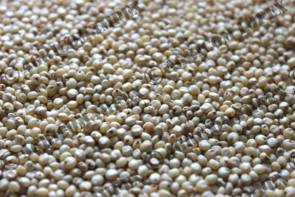 White Sorghum